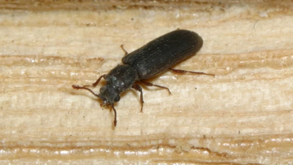merchant grain beetle on white textured background 