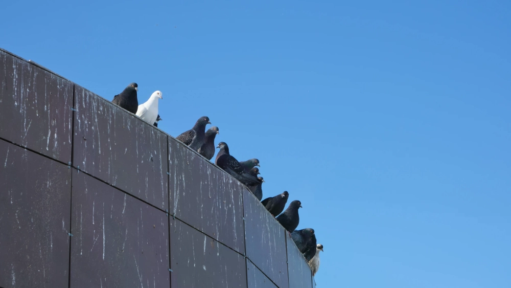 Pigeons gathered on a building ledge with visible droppings on the side of the building
