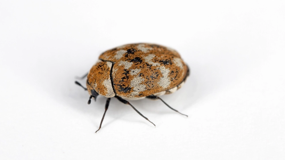 varied carpet beetle on white background