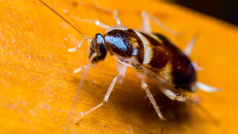 cockroach close up on orange brown wood