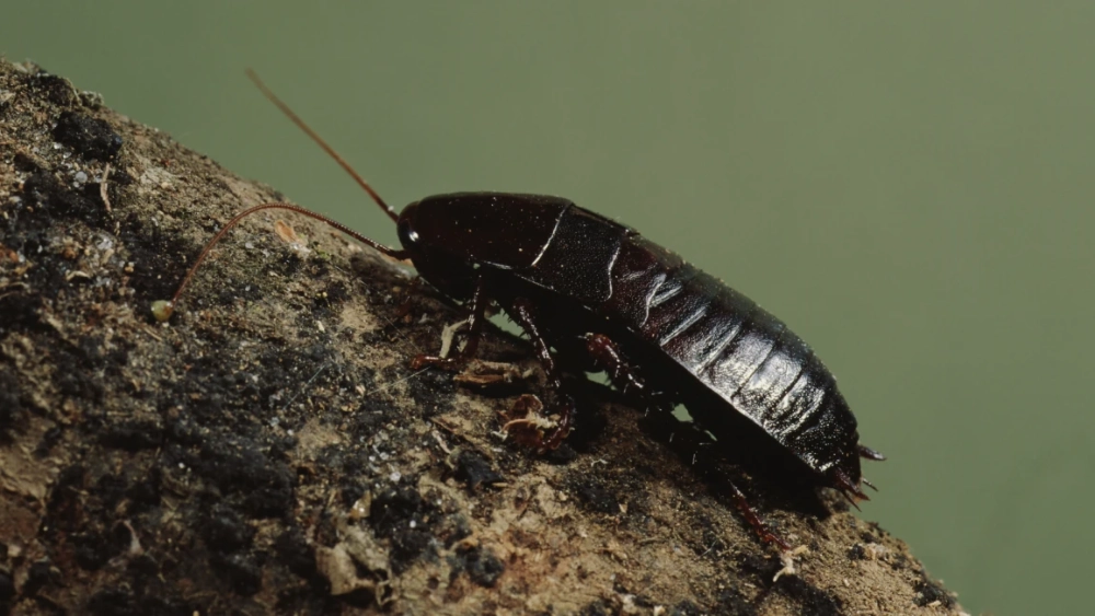 oriental cockroach walking on tree branch on green background