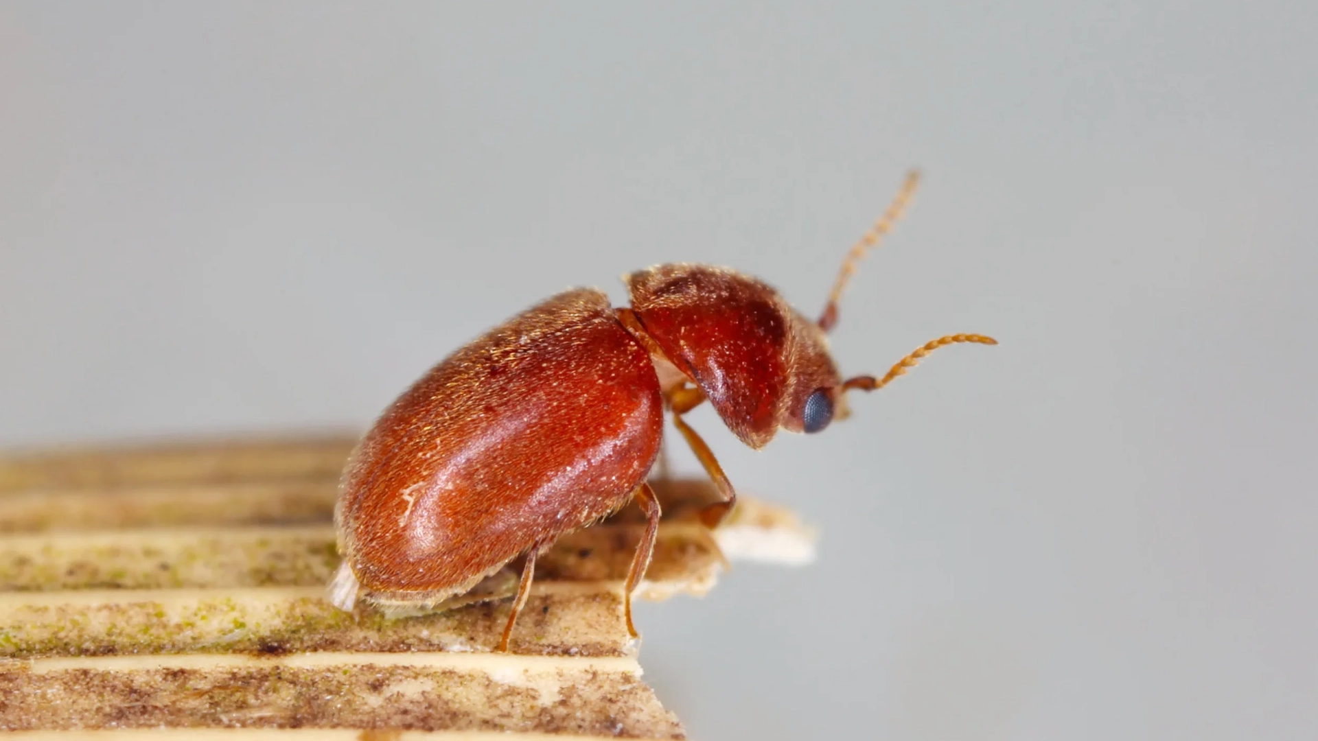 cigarette beetle life cycle What Is Metamorphosis? Cigarette beetles infestation in spider