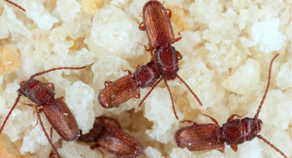 Stored product pests (beetles) in food