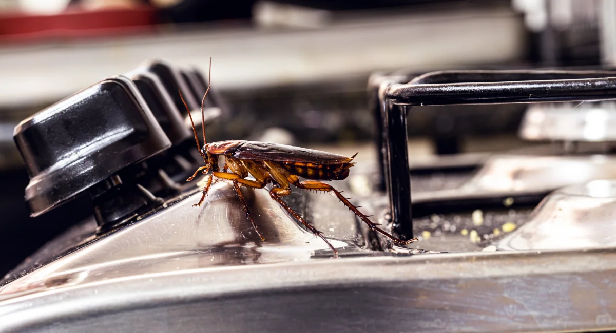 A dual approach that combines food safety and pest control can keep cockroaches away from food prep areas 