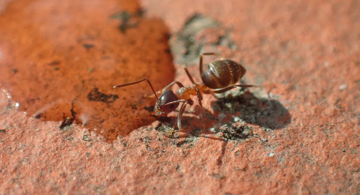 Pavement ant on clay ground