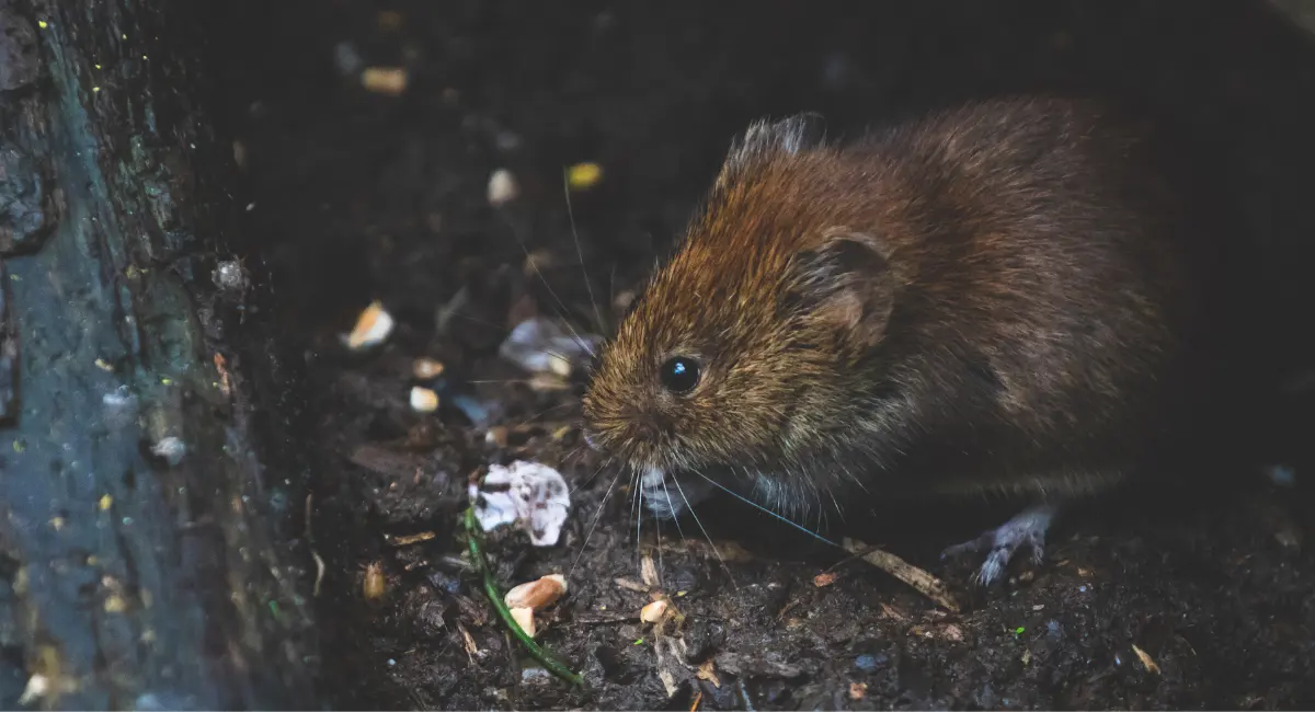 Rodent in dirt