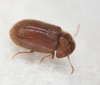 Drugstore beetle close up
