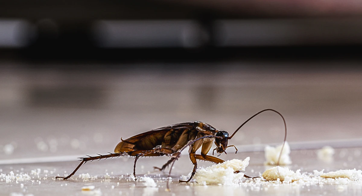 american cockroach next to crumbs