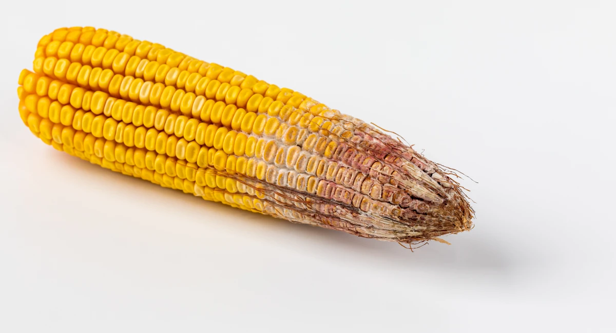 Rotton ear of corn with myctotoxins