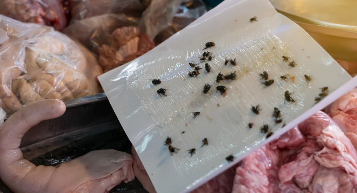 Flies spread pathogens in food areas; exclusion helps reduce risk