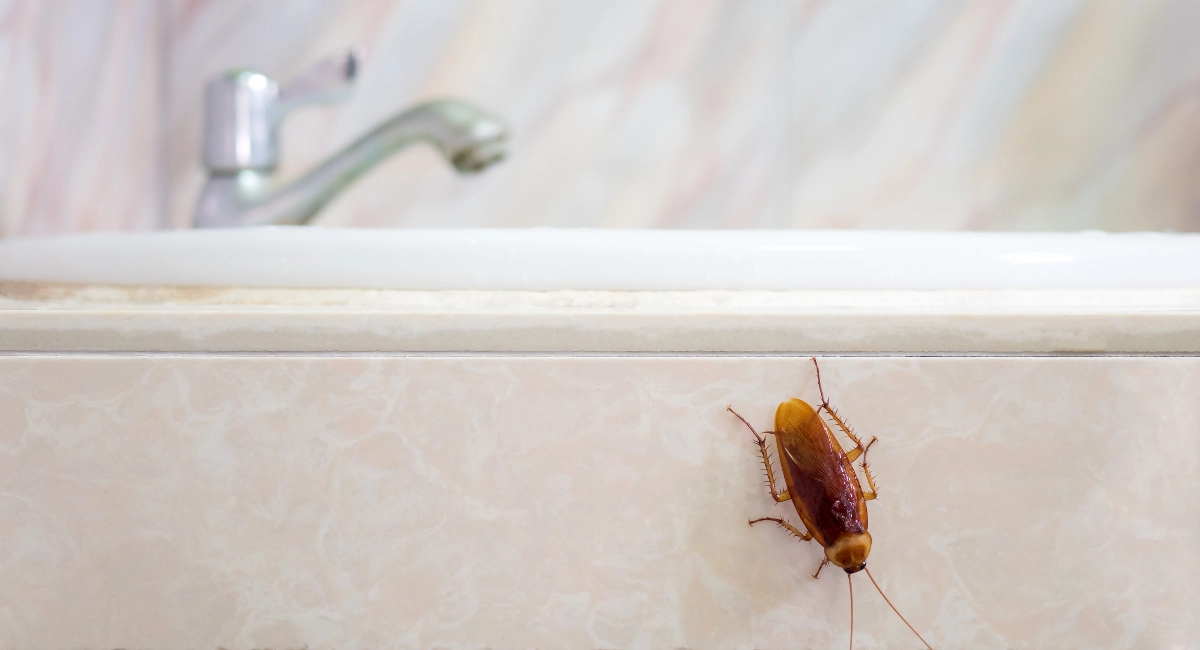 american cockroach on bathroom sink