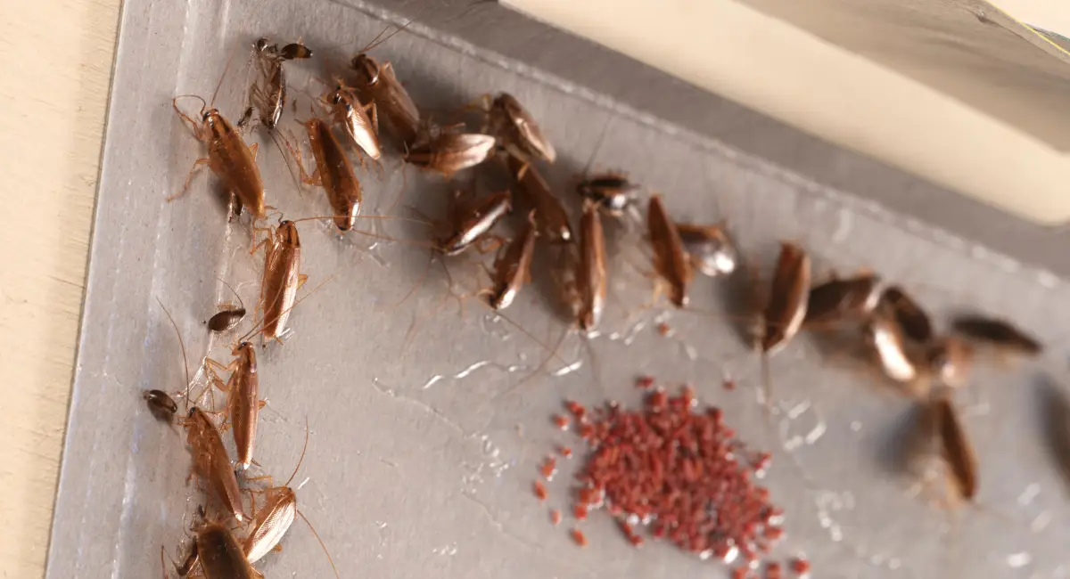 german cockroaches stuck on glue board