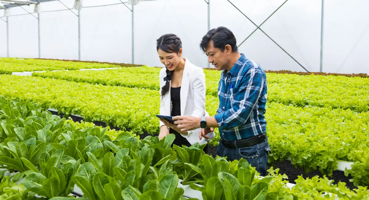 Farmers chcecking lettuce