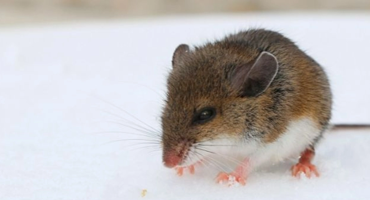 rodent in the snow 