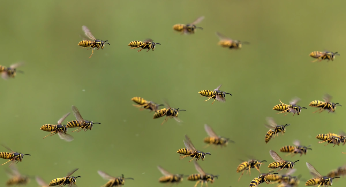 A large wasp swarm