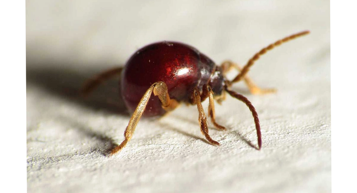 Spider beetle close up