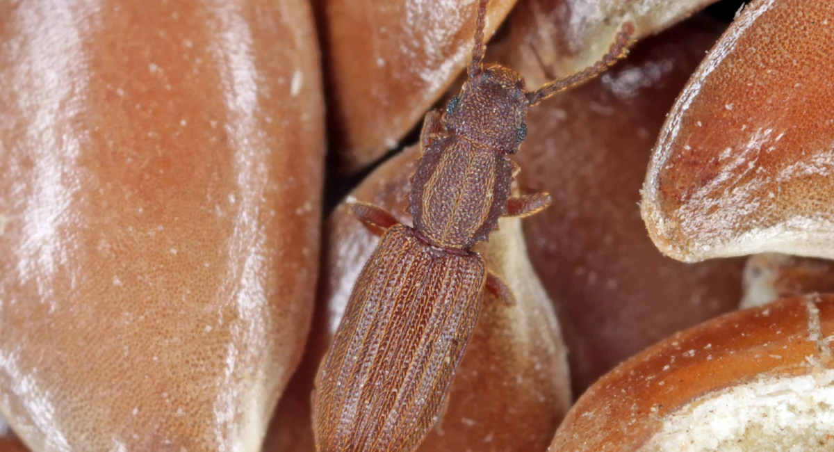 Grain Pests Feeding