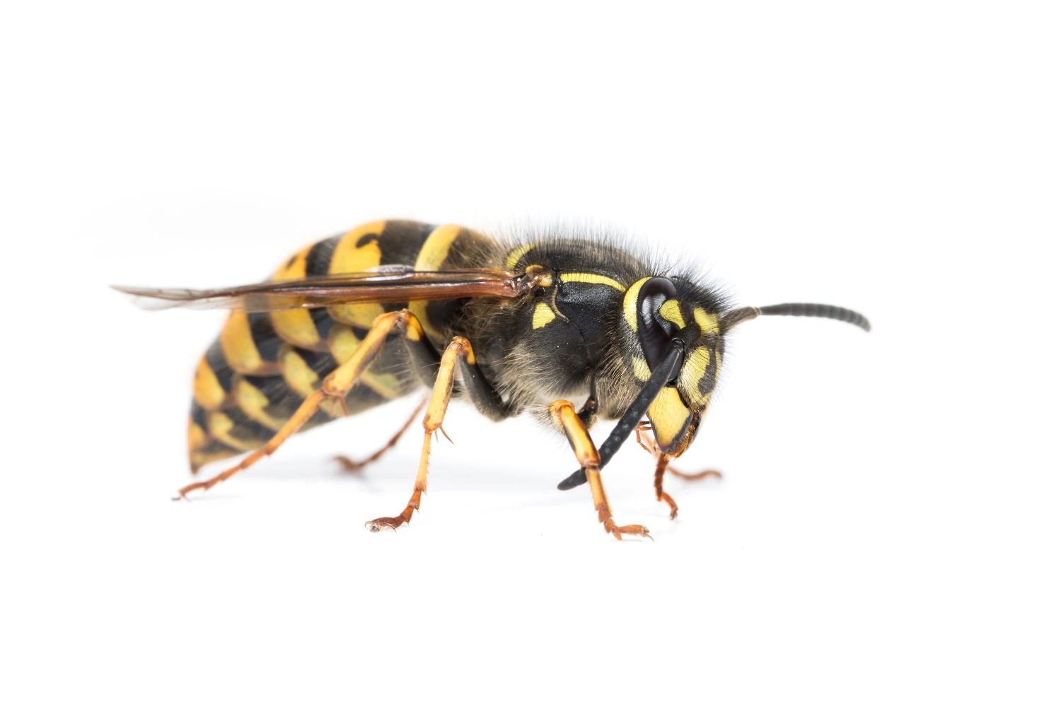 Yellow jacket queen close up