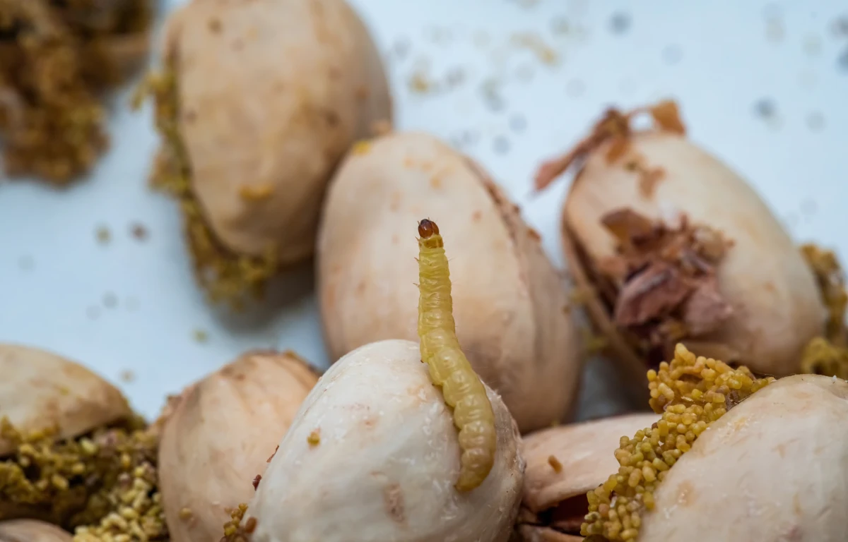 indian meal moth larvae
