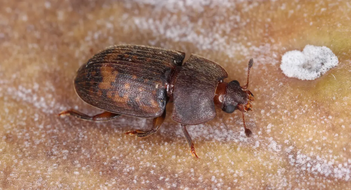 Sap Beetle close up