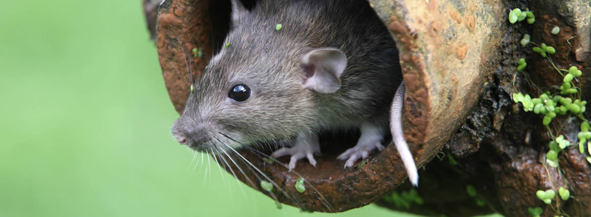 rat in pipe