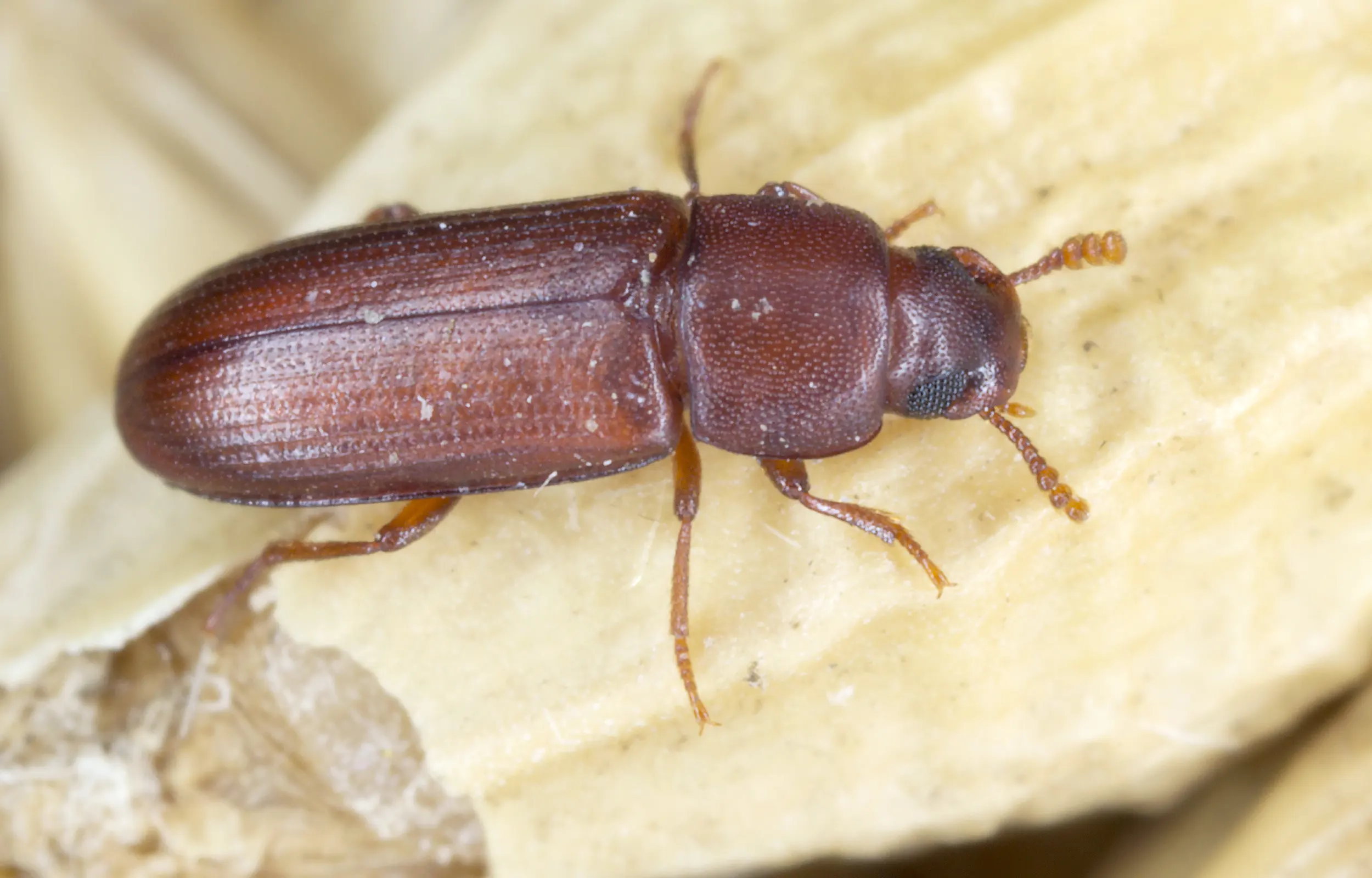Confused Flour Beetle on wood