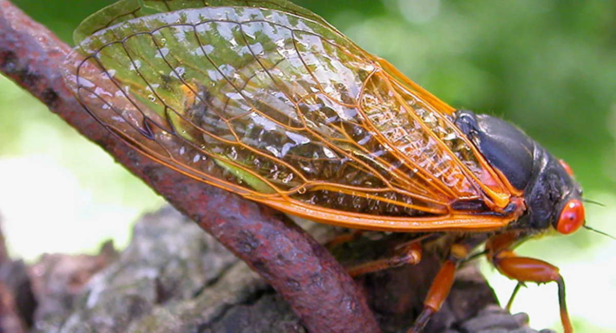 cicada on a tree close up