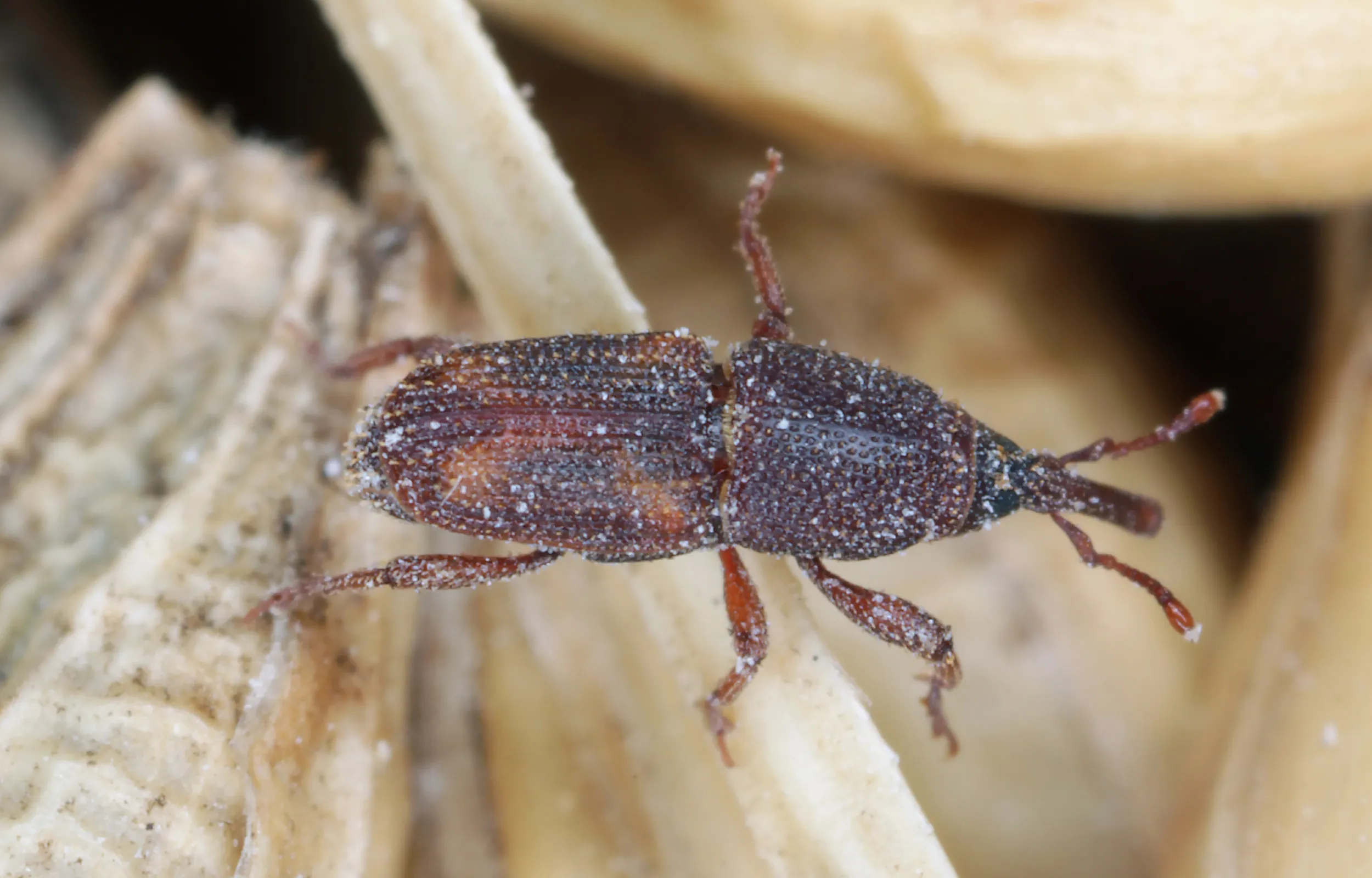 maize weevil on corn
