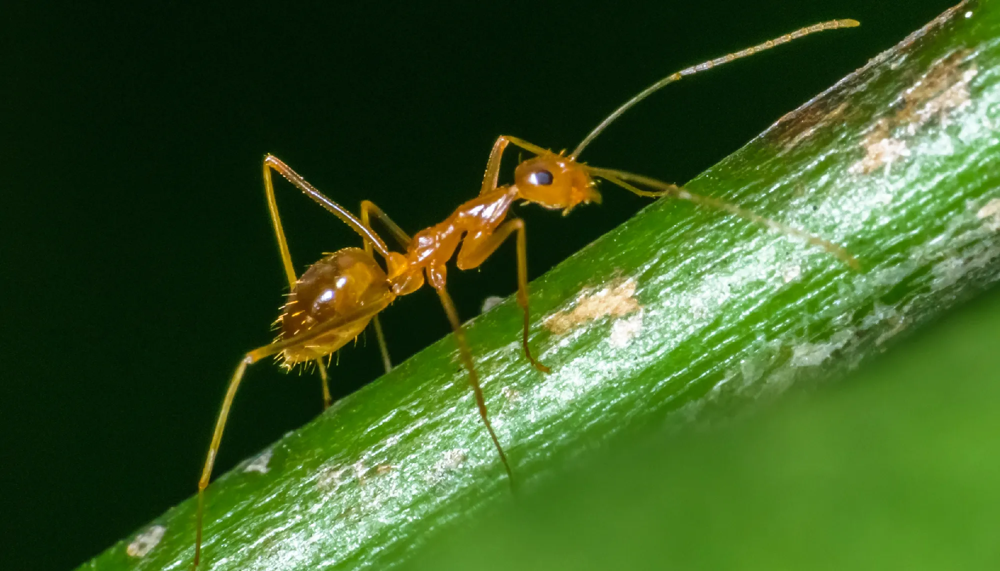 pharaoh ant close up 