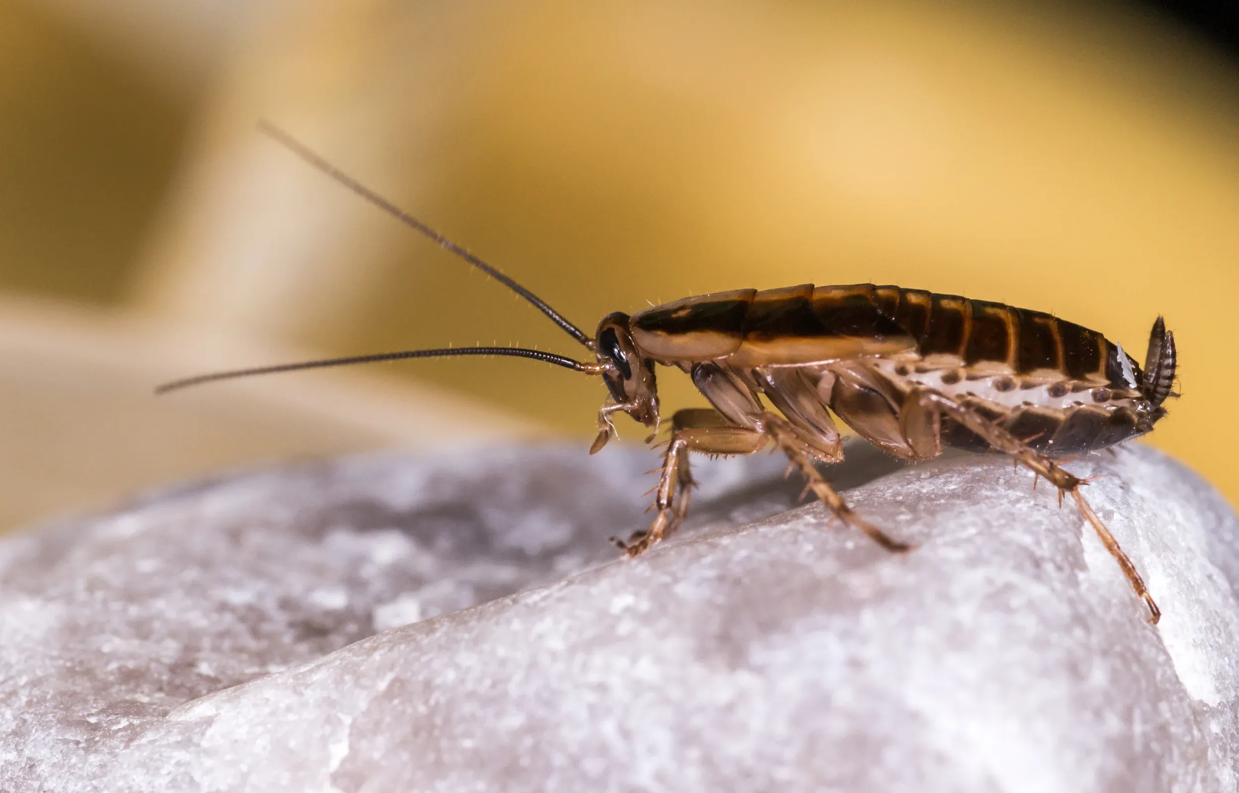 german cockroach close up