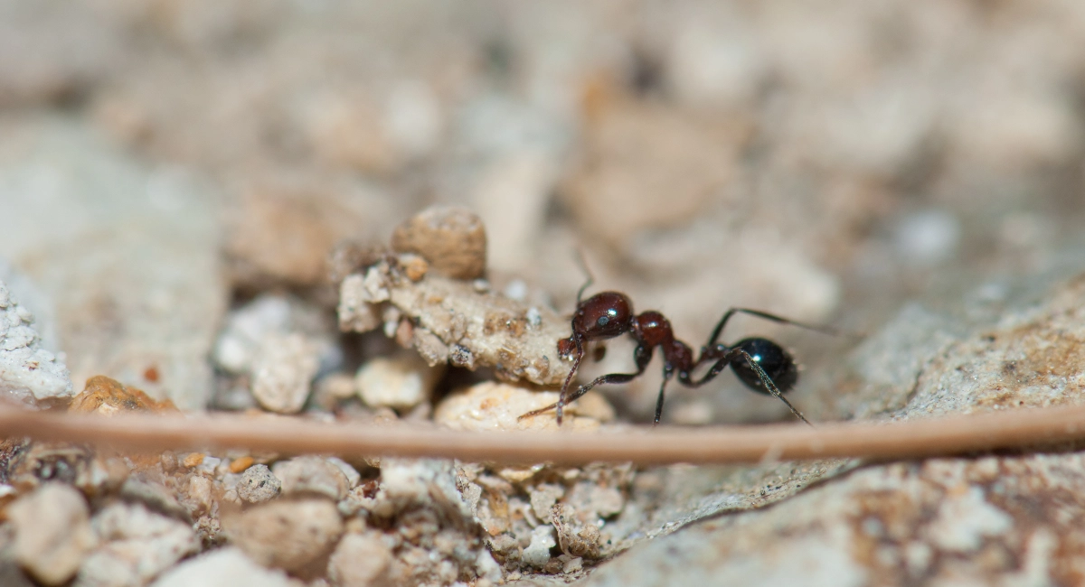 Pavement ant close up