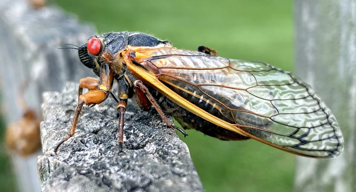 Cicadas on wood