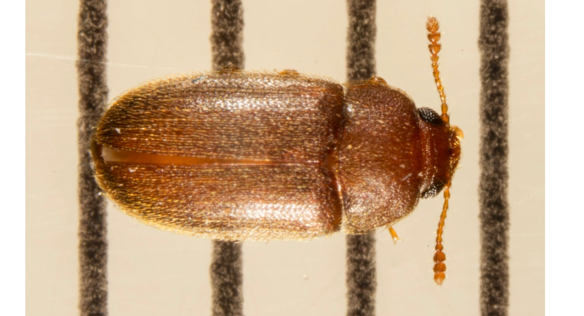 Hairy Fungus Beetle Close Up