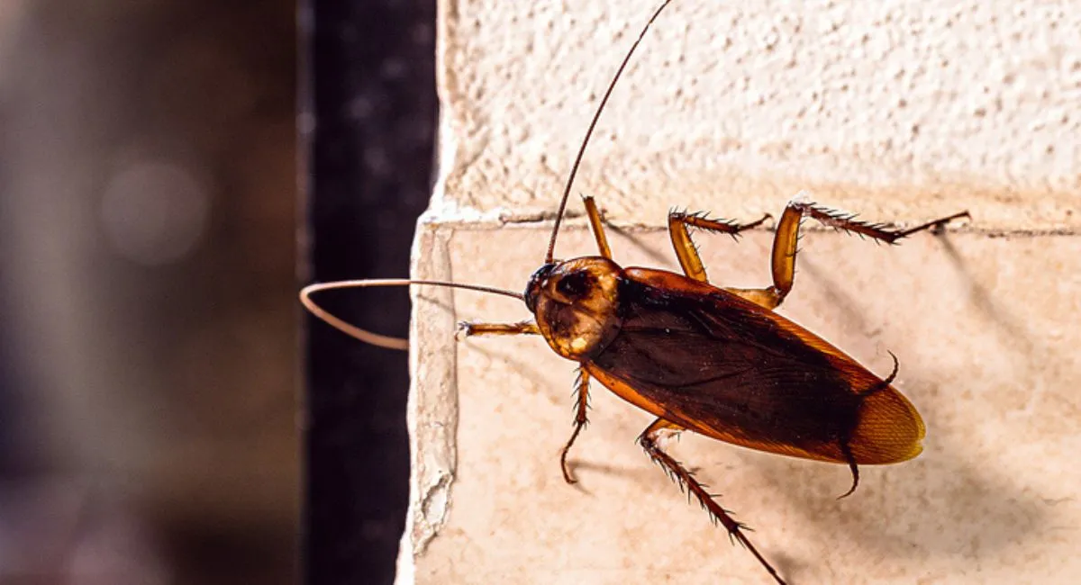 American cockroach on wall