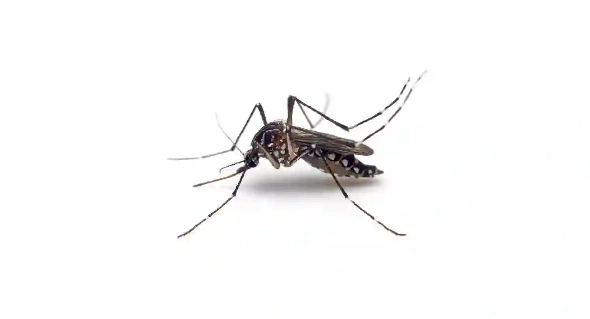 Yellow fever mosquito 