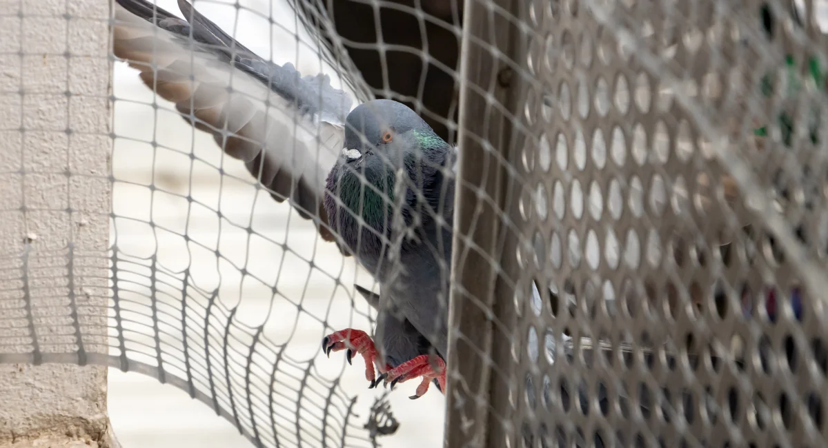 Netting to stop birds from nesting