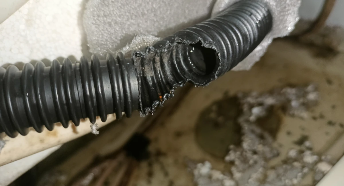 An AC drain hose gnawed by a rat
