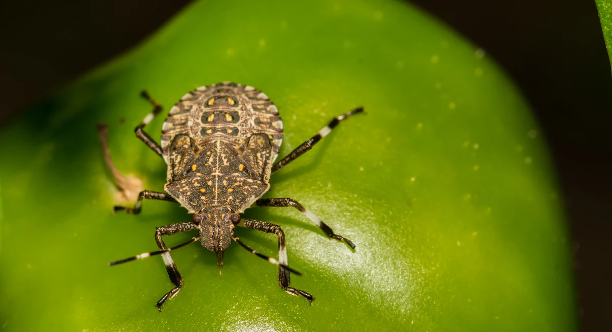 brown marmorated stink bug on leaf