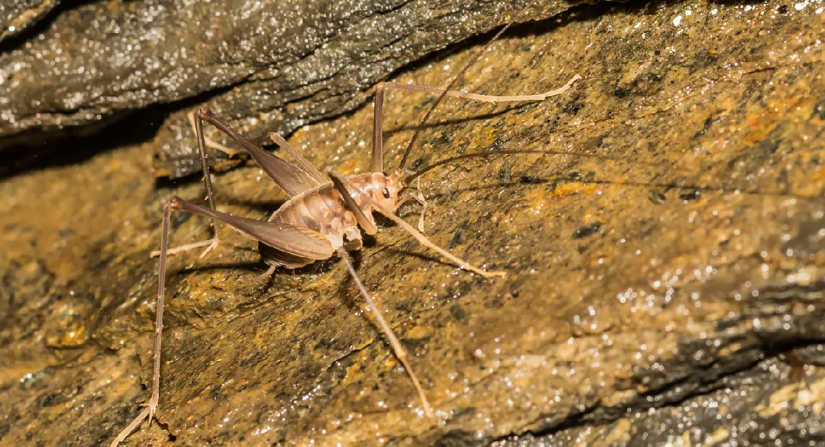 camelback cricket foraging in a cave