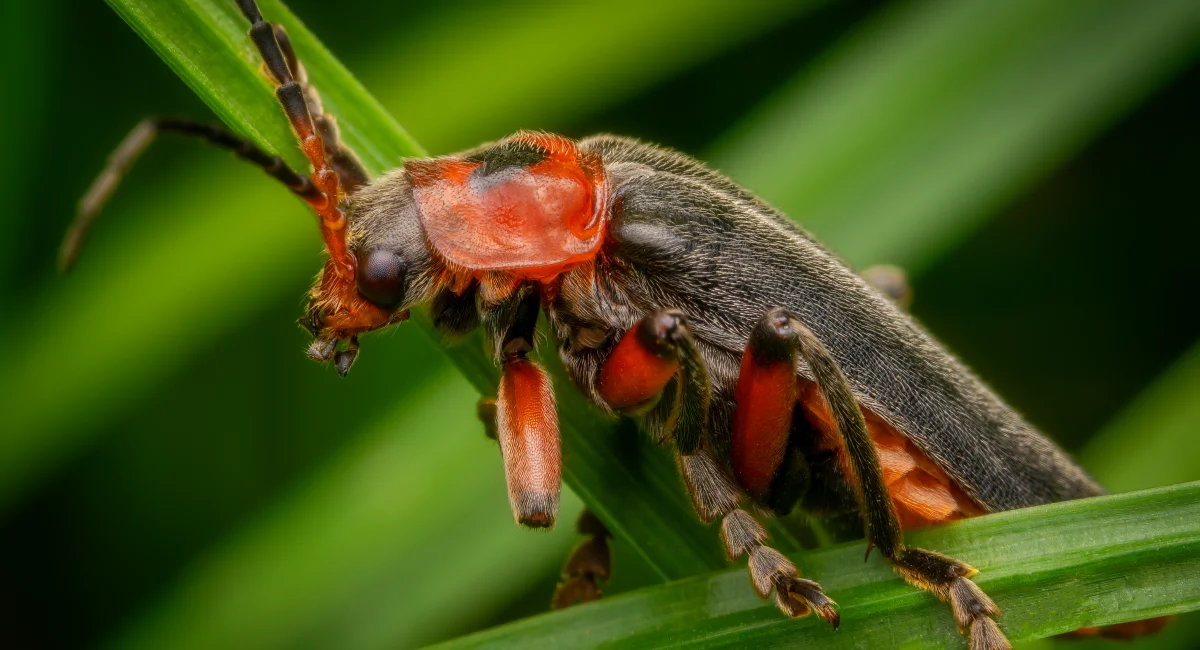 colorful soldier beetle atop long leaves on plant
