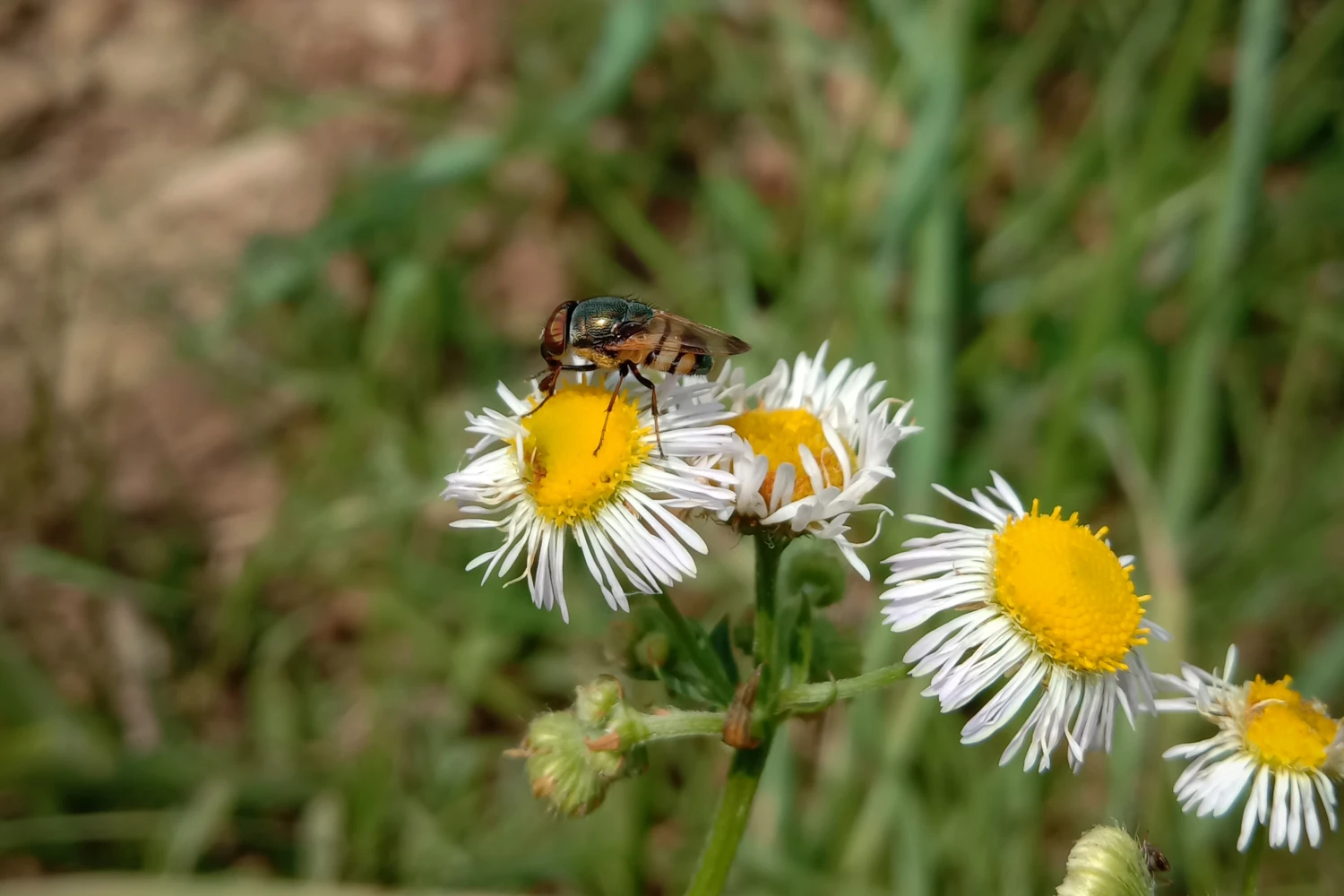 phorid fly on daisy
