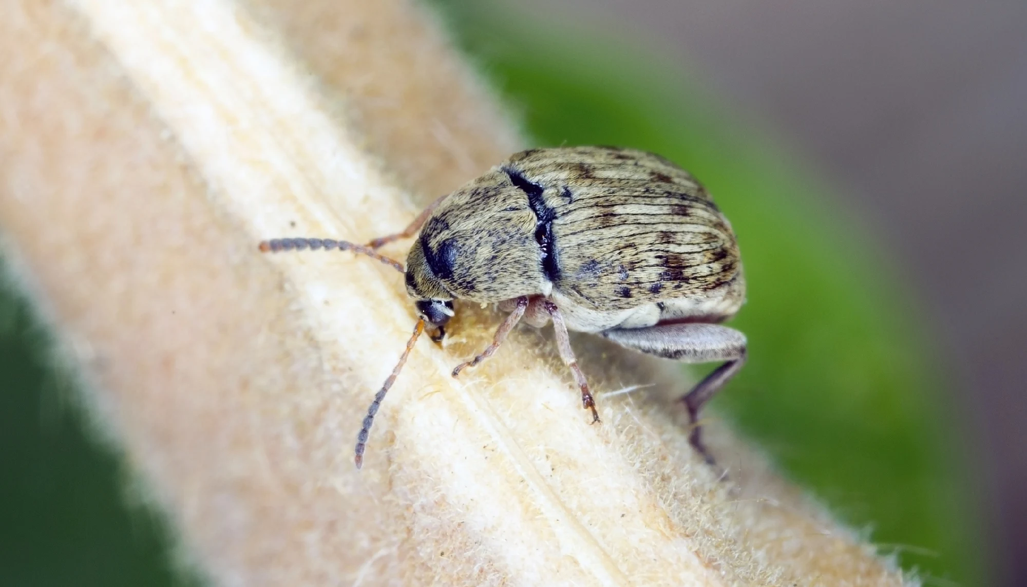 bean weevil on plant