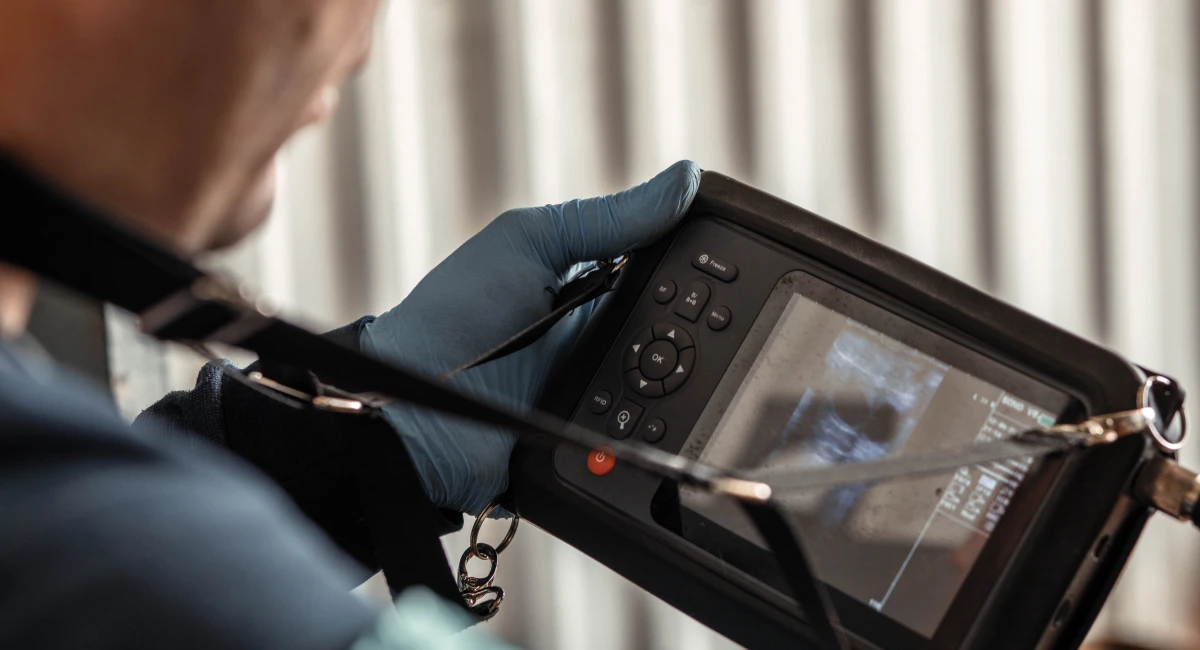 veterinerian looking at ultrasound screen 