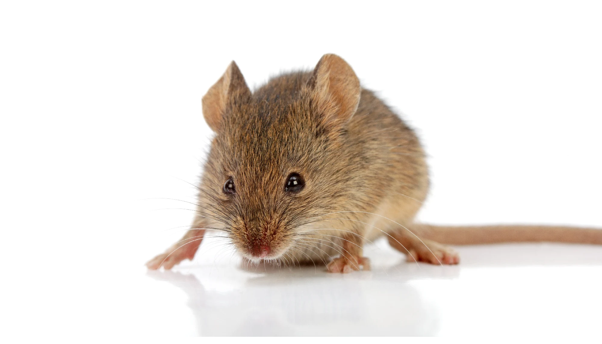house mouse on white background