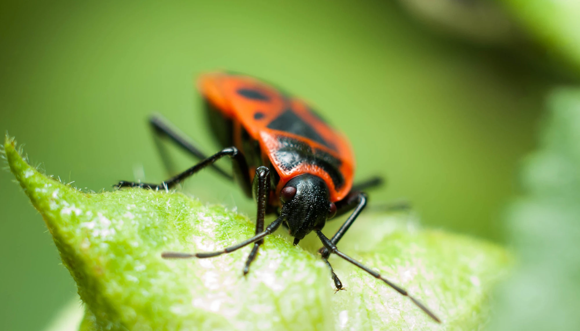 Box Elder bug close up on leaf