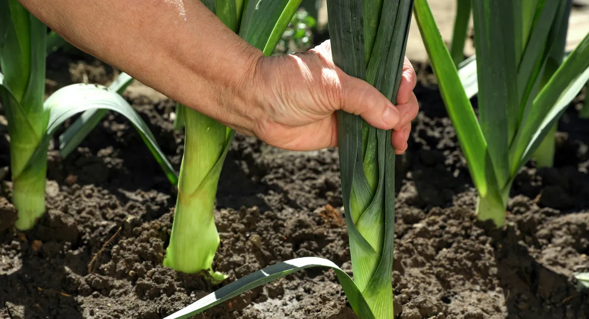 man picking fresh leek in a field
