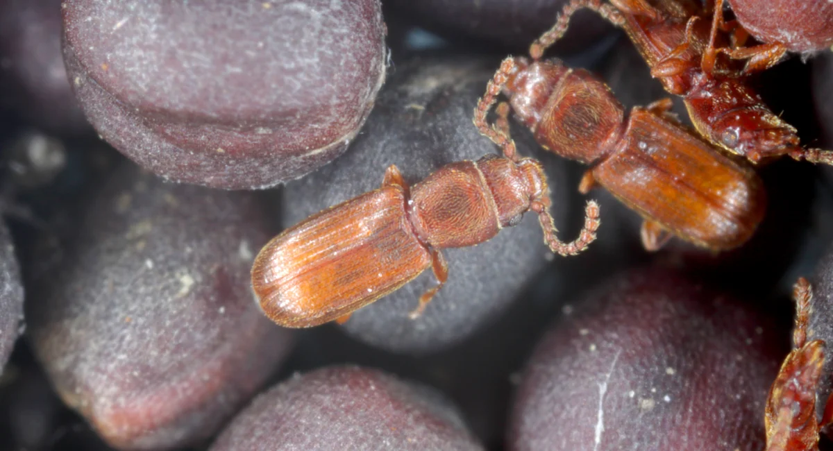 Grain beetles on oilseed rape seeds
