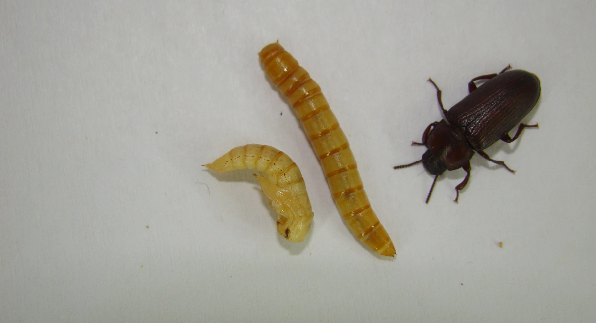Yellow mealworms in different life stages