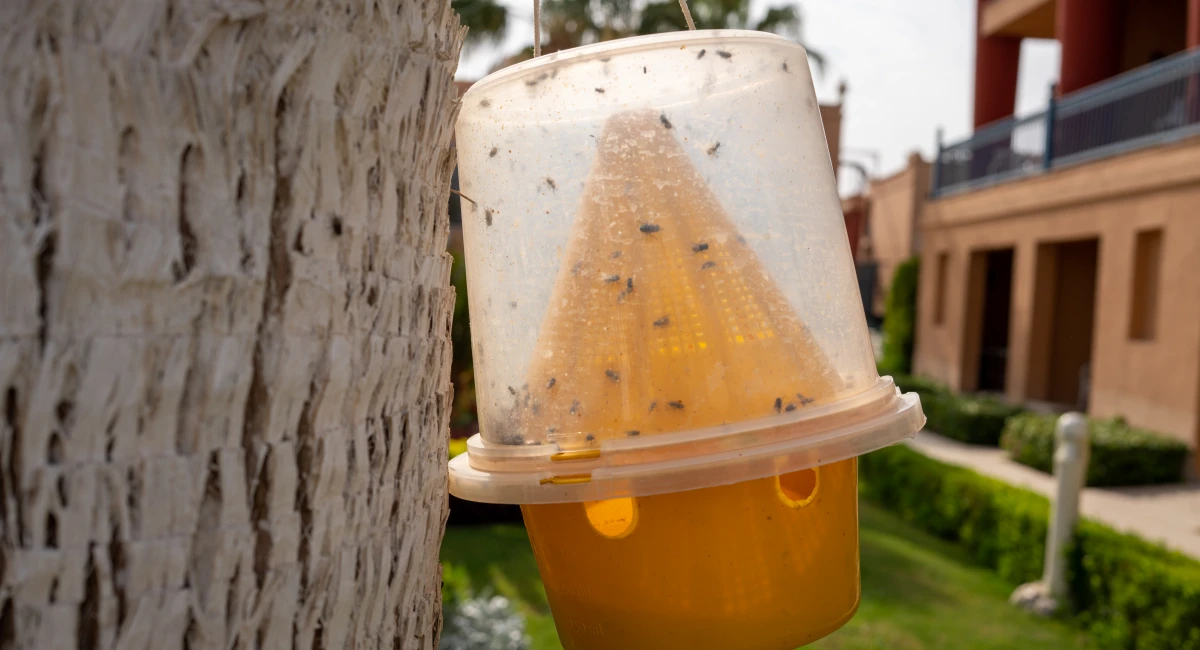 Trap for insects like mosquitoes and flies