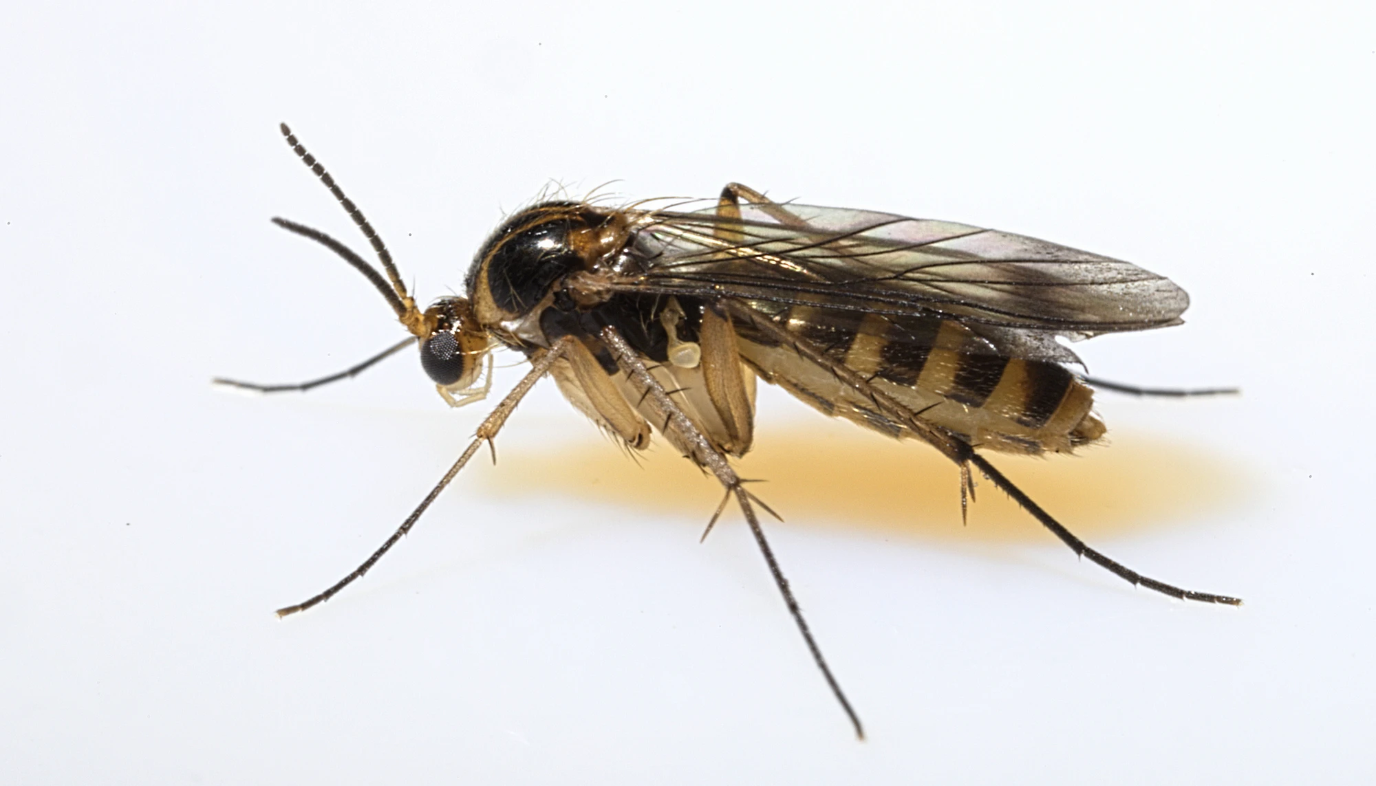 Fungus gnat on white background